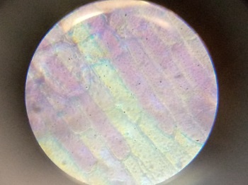 Hands-On Science at St. Joseph Allamano School: Testing for Starch in Leaves and Observing Onion Cells.